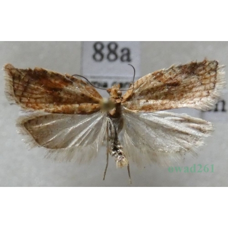 Acleris notana (Donovan, 1806) Czech88a